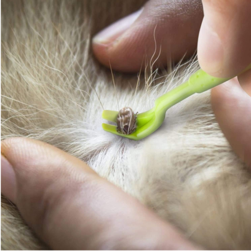 Crochets à Tiques linvshi shop