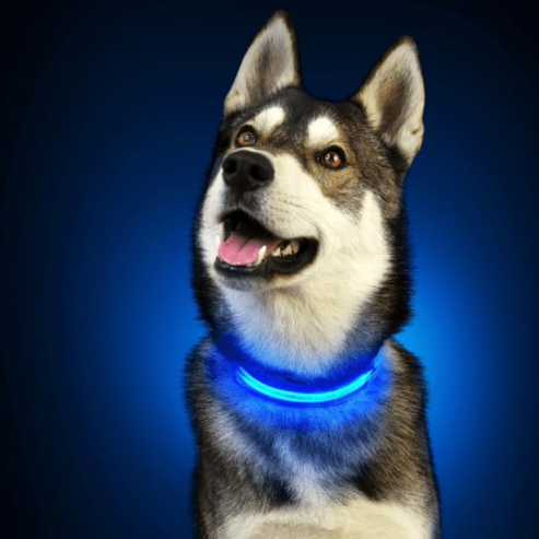 👉 Collier lumineux chien LED